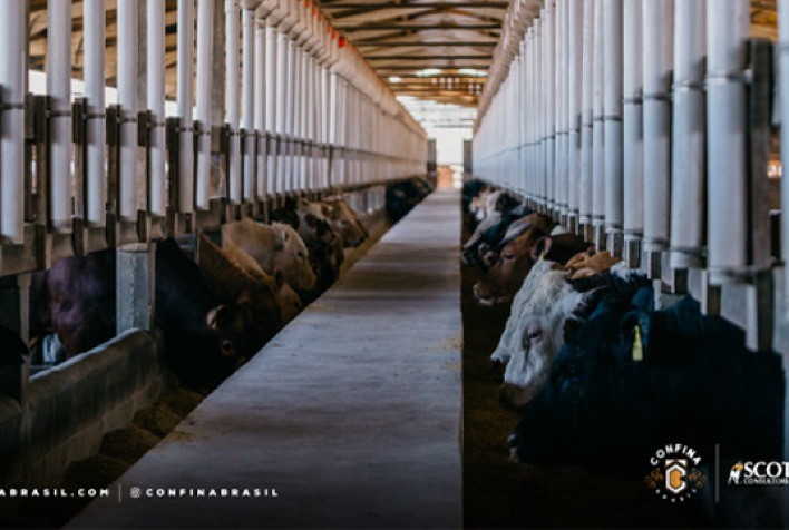 Confinamento no Sul do Brasil alia tradição, tecnologia e sustentabilidade na pecuária intensiva