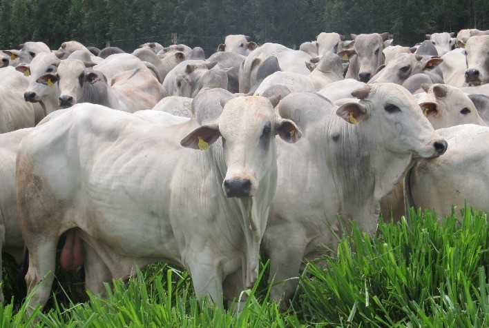 Preços do boi gordo sobem em várias regiões do Brasil com redução das escalas de abate