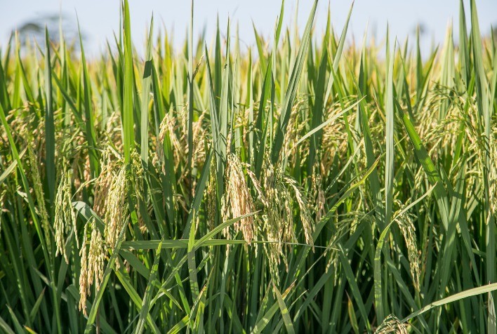 Crise no mercado de arroz se aprofunda com atraso no plantio e queda no consumo interno