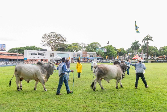 ExpoBrahman 2025 reúne criadores de todo o Brasil e jurado internacional em Uberaba