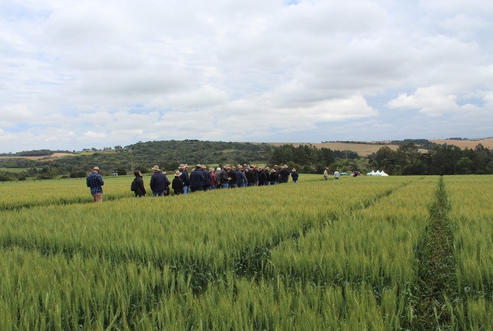 Indústria e campo reforçam otimismo para safra de trigo gaúcho 2025 durante Giro Abitrigo