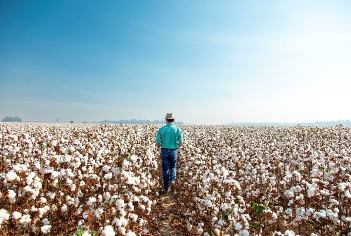 Plantio de algodão cresce 6,7% e ultrapassa 2,15 milhões de hectares na safra 2024/25, aponta Serasa Experian