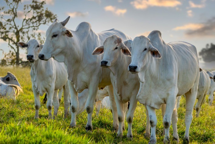 Mercado de reposição bovina mantém firmeza mesmo diante de clima adverso e altos custos