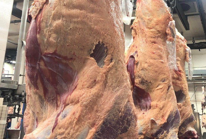 Mato Grosso registra recorde histórico no abate de novilhos e mantém firmeza nos preços do boi gordo