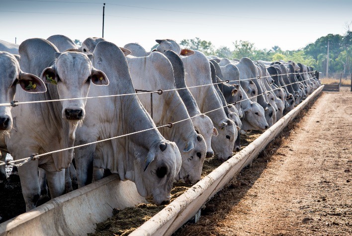 ICAP de setembro registra queda e amplia margens do confinamento no Brasil