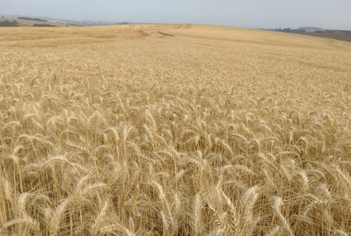 Safra de trigo em São Paulo se aproxima de 100 mil toneladas com grãos de alta qualidade