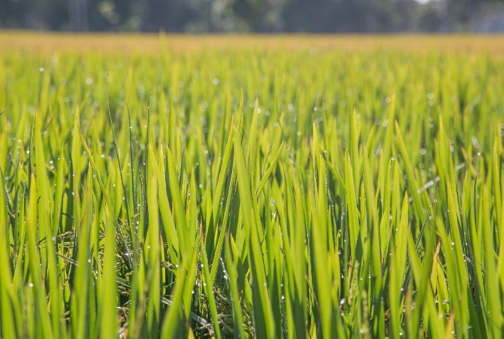 Semeadura do arroz avança lentamente no Rio Grande do Sul com menor área prevista para 2025/2026