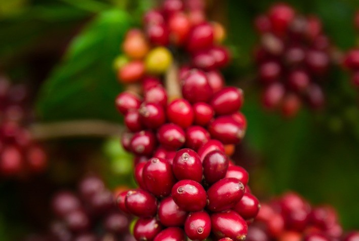 Café Arábica e Robusta sobem com clima seco no Brasil e estoques globais baixos
