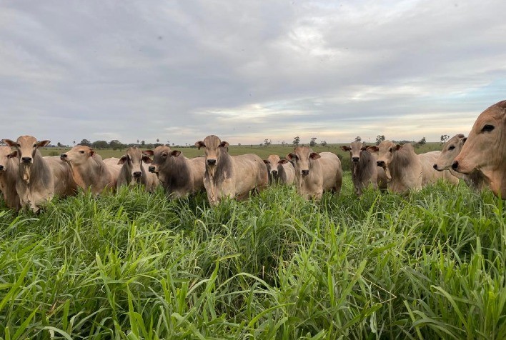 Pecuária brasileira reforça protagonismo em soluções climáticas e alimentares para a COP 30