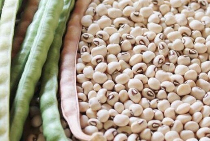 Feijão-de-corda ganha força entre pequenos produtores em Goiás com apoio técnico do Senar