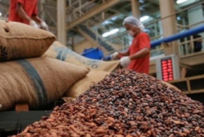 Moagem de cacau recua 16% e setor enfrenta cenário desafiador; leve alta no recebimento indica estabilidade da oferta