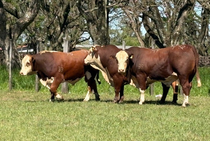 Hereford e Braford brilham na 83ª Expofeira de Alegrete com genética de alta qualidade e funcionalidade