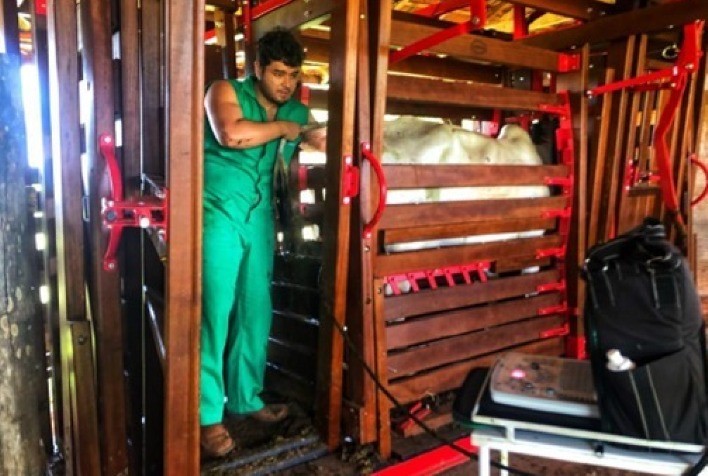 IATF se consolida como ferramenta estratégica para otimizar a reprodução de rebanhos na estação de monta