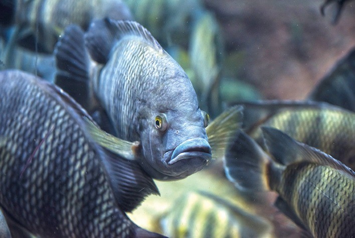 Sistema de bioflocos revoluciona criação de tilápias com menor uso de água e alta eficiência ambiental