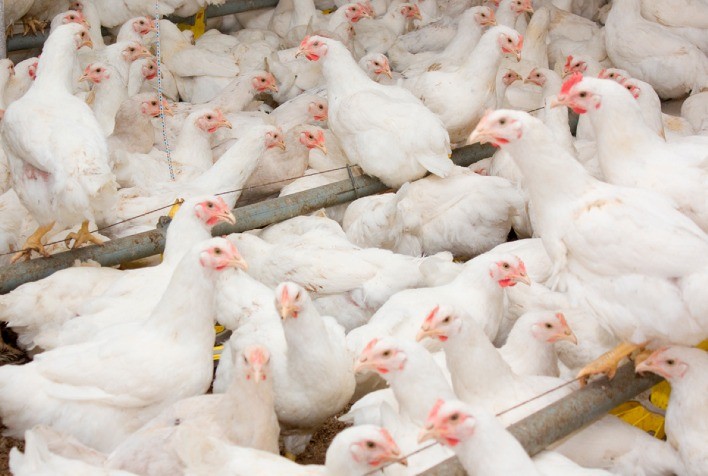 Mudanças climáticas repentinas desafiam avicultura: estratégias para proteger produtividade e rentabilidade