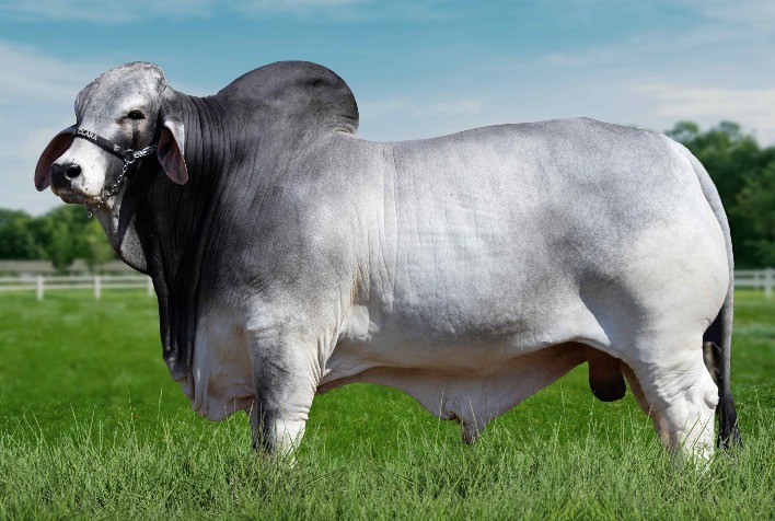 Touro Brahman bate recorde de qualidade de carcaça no Brasil