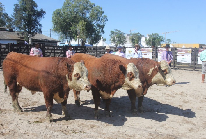 Expofeira de Pelotas destaca genética de ponta de Hereford e Braford