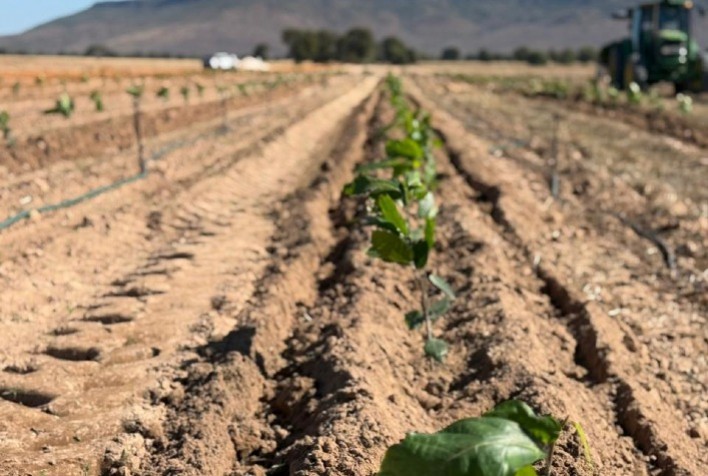 Cacau de Rondônia se consolida como nova fronteira produtiva e impulsiona estudos em irrigação de precisão