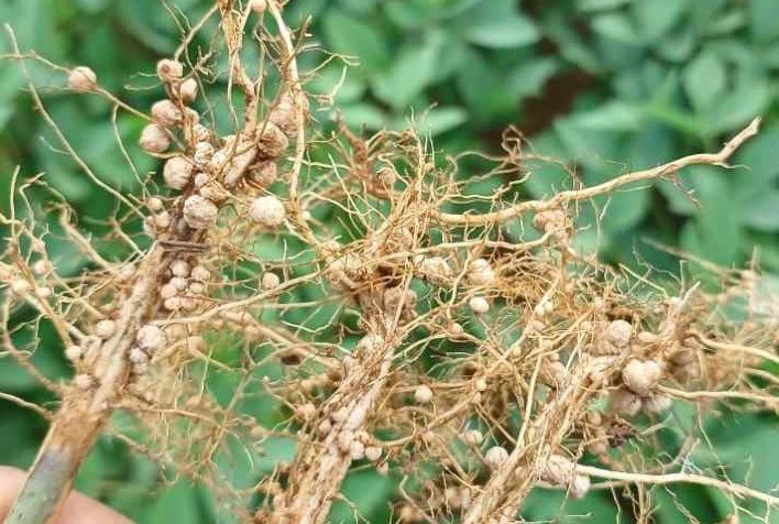 Protetores bacterianos impulsionam a eficiência da inoculação na soja e garantem maior produtividade no campo