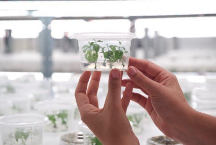 FuturaGene solicita à CTNBio aprovação do primeiro eucalipto geneticamente editado do mundo
