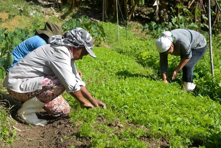 BNDES abre crédito de R$ 12 bilhões para produtores rurais afetados por perdas de safra