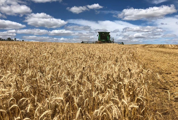 Trigo: Preços Caem com Avanço da Colheita Nacional e Oferta Global Abundante