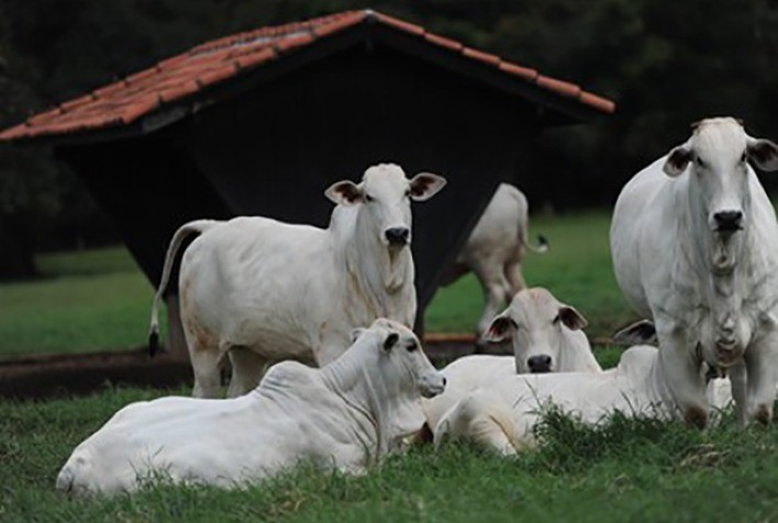 Nutrição personalizada: bezerros, novilhas e vacas em lactação têm necessidades alimentares distintas