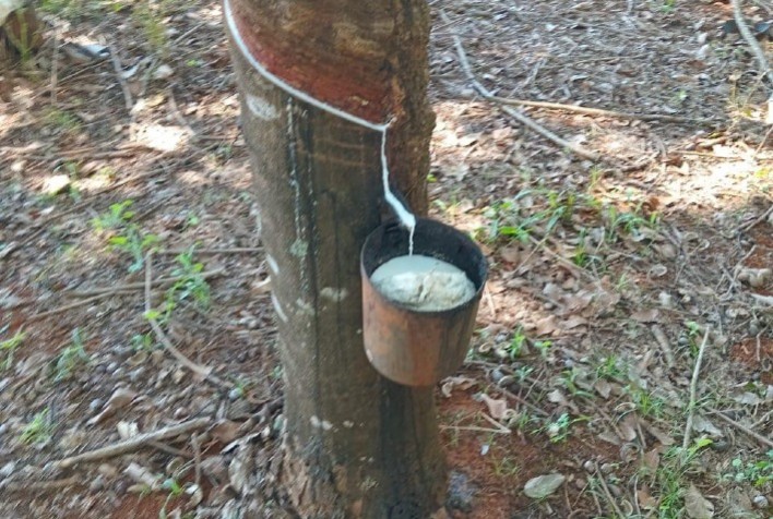 Redução de ICMS beneficia 5 mil produtores de látex em Goiás