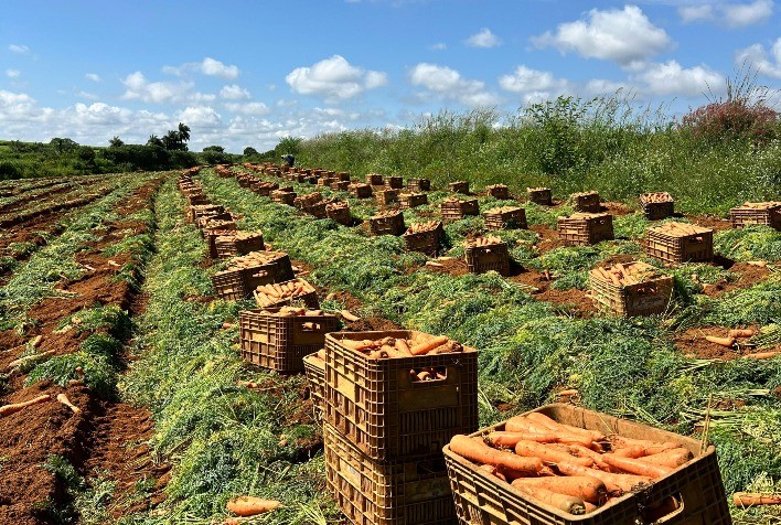 Cenoura híbrida Solar F1 transforma desafios do verão em oportunidades para produtores brasileiros