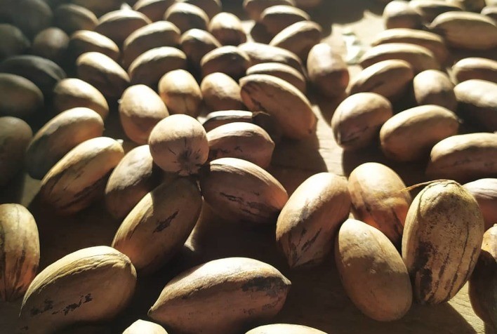 Enapecan 2025 discute mercado interno e exportações da noz-pecã brasileira