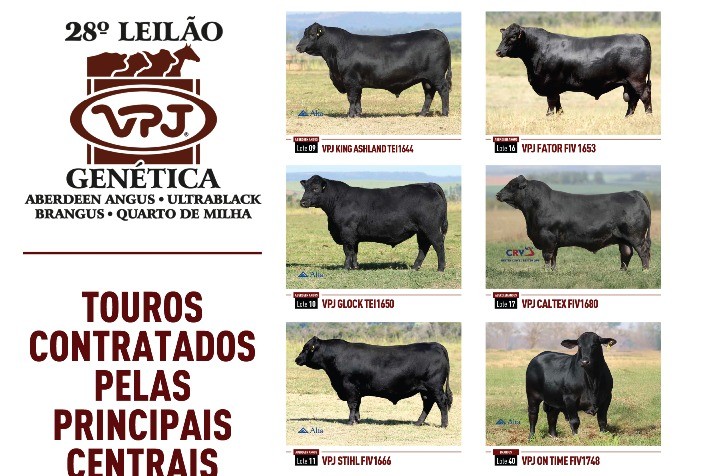 28º Leilão VPJ Genética transforma touros em ativos biológicos com fluxo de royalties