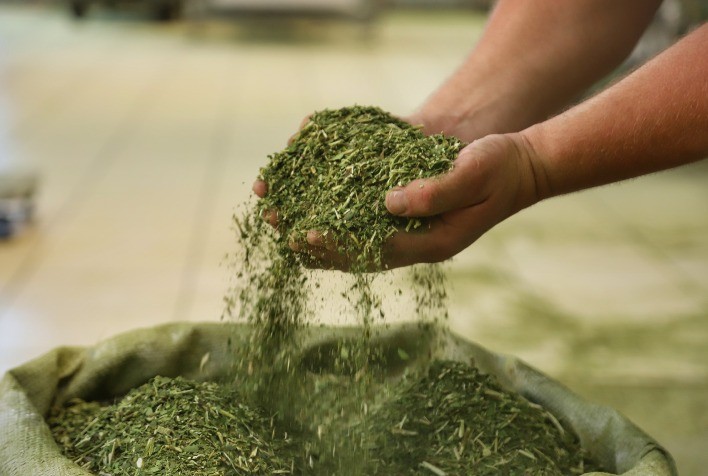 Paraná lidera produção de erva-mate e registra crescimento superior a outros estados do Sul