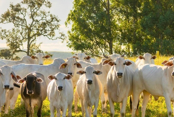 Oferta limitada de bezerros pressiona relação de troca e indica nova fase do ciclo pecuário