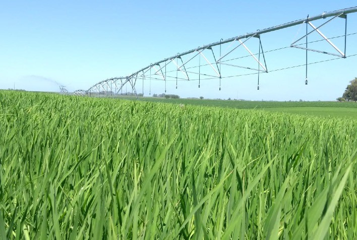 Maranhão mantém 4,5 mil hectares de arroz irrigado; colheita começa em outubro