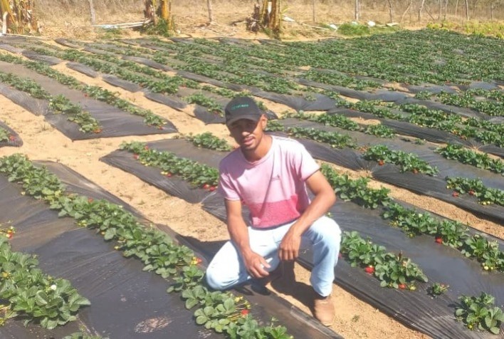 Jovem produtor de Seritinga inicia cultivo de morango com apoio do programa Futuro no Campo