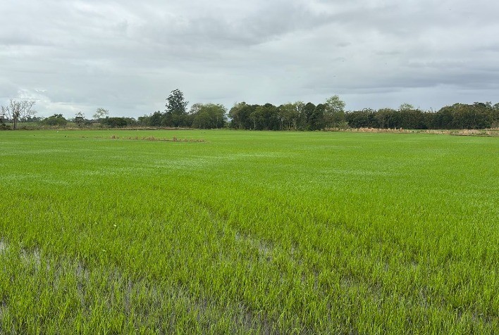 Safra de arroz 2025/2026 enfrenta preços baixos e incertezas no RS e SC