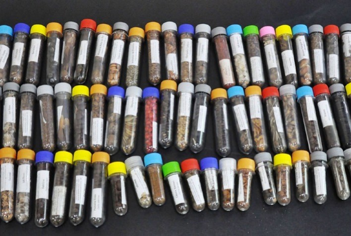 Pesquisa conjunta da Embrapa e Morfo Brasil investe em sementes florestais para restaurar biomas brasileiros até 2030