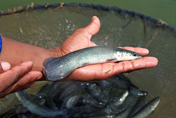 Cápsulas de alho se mostram alternativa eficaz e natural contra parasitas do pirarucu na piscicultura