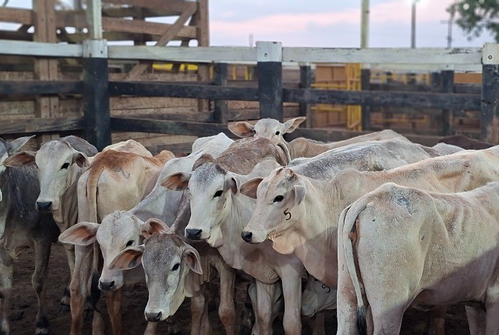 Agrodefesa alerta para riscos da brucelose e reforça consumo seguro de leite e derivados em Goiás