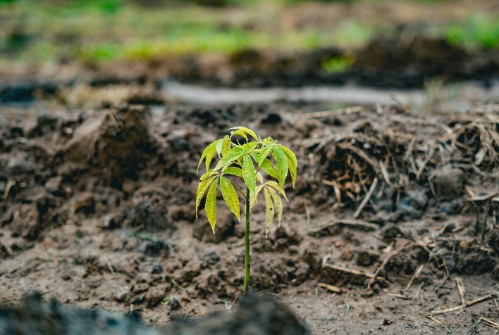 HEINEKEN cria 72 microbacias em Itu para fortalecer recarga hídrica e proteger o Rio Tietê