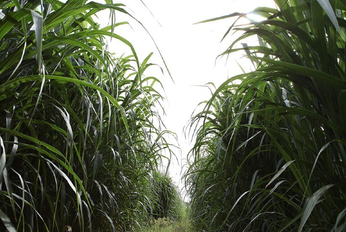 Sequenciamento global do capim-elefante identifica genes que podem aumentar produtividade e bioenergia
