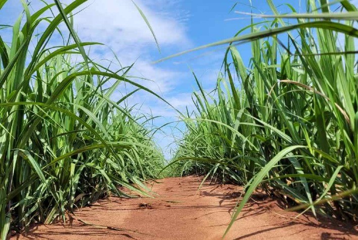 Biotecnologia e manejo inteligente aumentam produtividade e longevidade dos canaviais