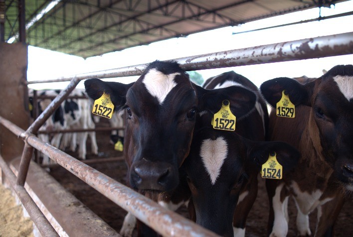 Nestlé e Banco do Brasil firmam parceria de R$ 100 milhões para impulsionar produção de leite de baixo carbono