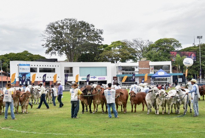 Brahman Brasileiro Brilha na 21ª ExpoBrahman e Atrai Olhares Internacionais