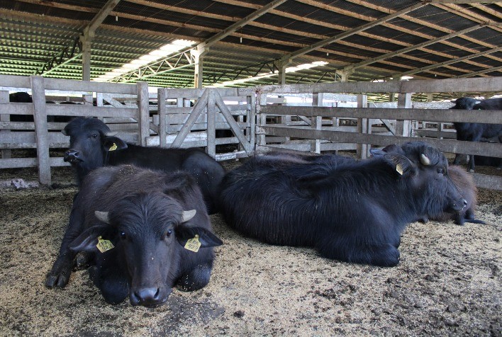 Encontro de Bubalinocultores destaca sistemas produtivos e econômicos da produção de leite de búfala