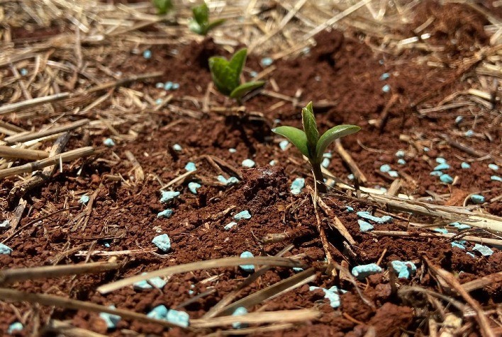 Fertilizantes inteligentes da MaxiSolo aumentam produtividade e eficiência no manejo do solo