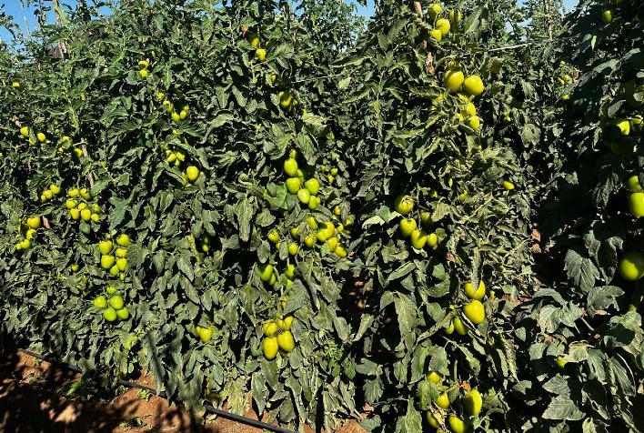 Novos híbridos de tomate ganham espaço no mercado com resistência e qualidade
