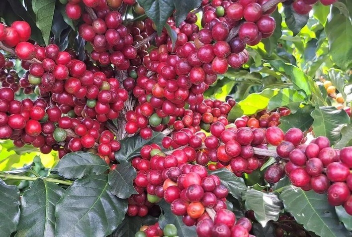 Broca-do-café ameaça produtividade e exige manejo integrado com tecnologias avançadas