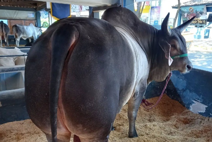 FIV Gemelar revoluciona pecuária brasileira com ganhos genéticos e maior produtividade