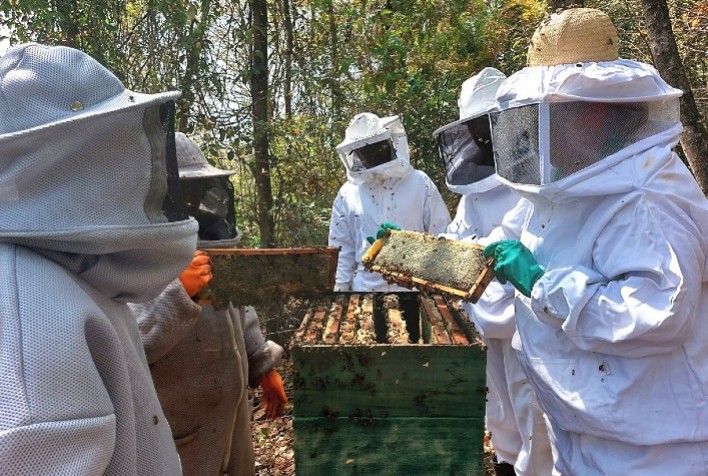 Emater-MG lança cartilha gratuita com boas práticas para apicultura